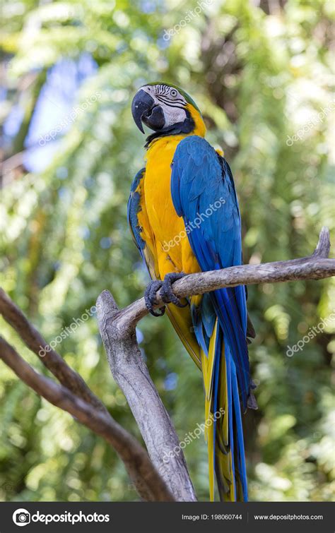 Pictures: blue yellow parrot | Blue Yellow Macaw Parrot Ara Ararauna ...