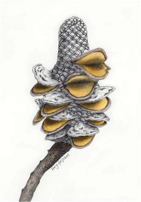 Banksia Seed Pod Drawing 1 - Etsy Australia | Seed pods, Australian ...