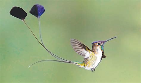 Pin on Beautiful Birds & Blooms