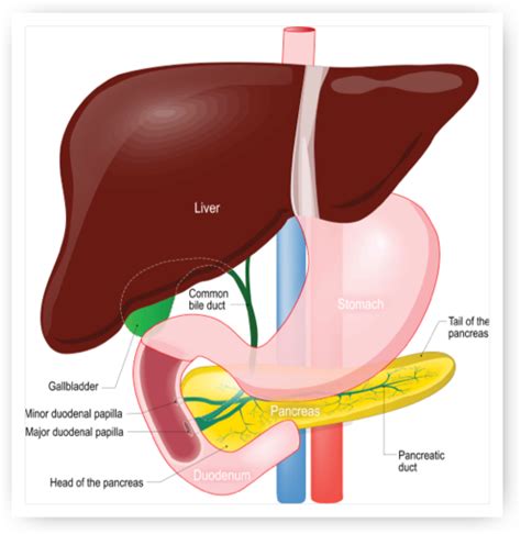 Liver And Pancreas Diagram