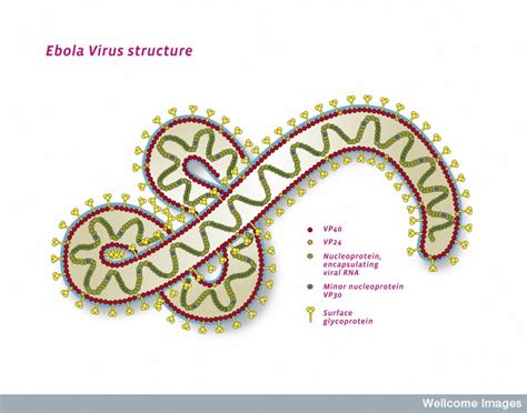 Evolution of Intelligent Viruses and Jumping Genes