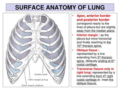 Lung Anatomy Fissures