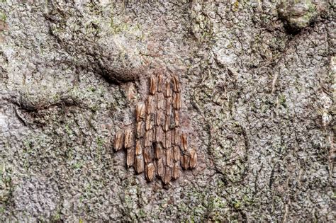 Spotted Lanternfly Management | Willistown Township, PA - Official Website