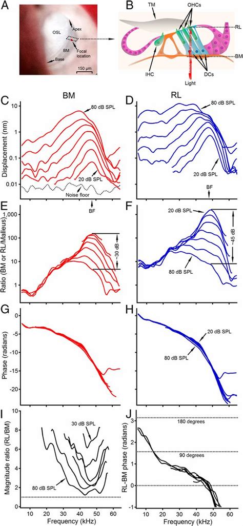 Reticular lamina and basilar membrane vibrations in living mouse ...