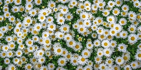 1824x2736px | free download | HD wallpaper: white daisy flowers ...