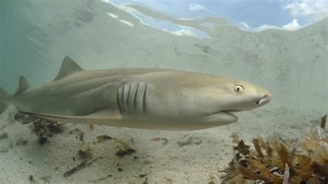 Long term study finds lemon sharks go home to reproduce - BBC News