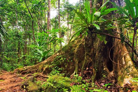 Tropical Forest Biome Plants