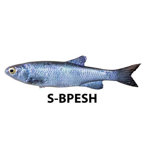 Shiner Habitat Fish Replica | Research Mannikins Taxidermy Supply