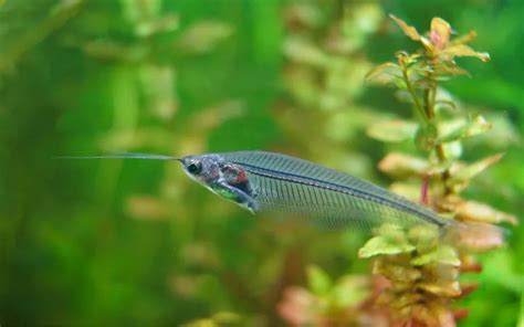 Glass Catfish Size: How Big Do They Get? - AquariumNexus