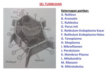 Bagian Bagian Yang Menyusun Sel Tumbuhan A Sampai N - Homecare24