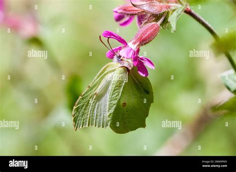 Female Brimstone butterfly nectaring Stock Photo - Alamy