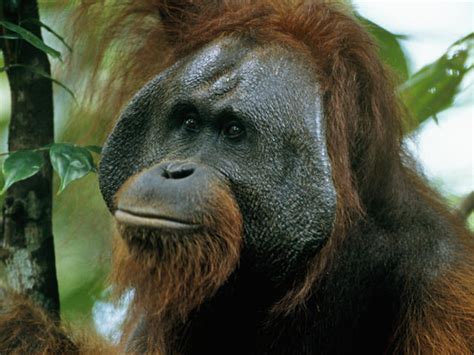 Bornean Orangutan | Species | WWF