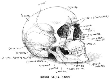 Human Skull Anatomy Study by rpowell77 on DeviantArt