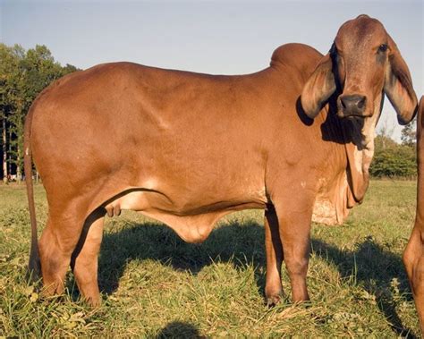 Pin by Cyana Briles on American Brahman Cattle | Cattle, Beef cattle ...