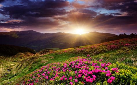 Hintergrundbilder : 1920x1200 px, Blumen, Landschaft, Berge ...