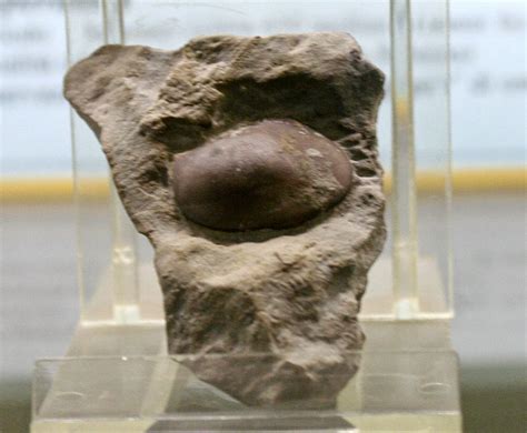 Louisville Fossils and Beyond: Leperditia Giant Ostracod Fossil