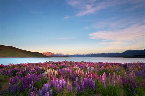 Lupins Of Lake Tekapo Photograph by Simonbradfield - Fine Art America