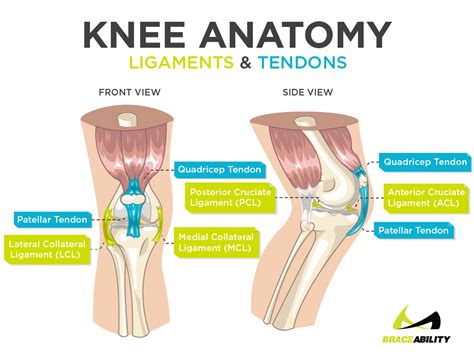 Inner Knee Pain: Why Does the Inside of My Knee Hurt?