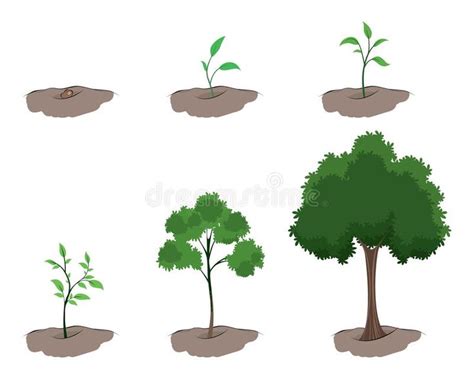 Stage of growth of the tree. Vector illustration of a stages of growth ...