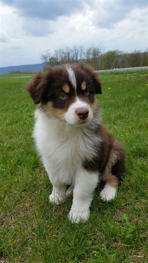 Red tri australian shepherd ( Charlie ) | Cute baby dogs, Cute dogs ...