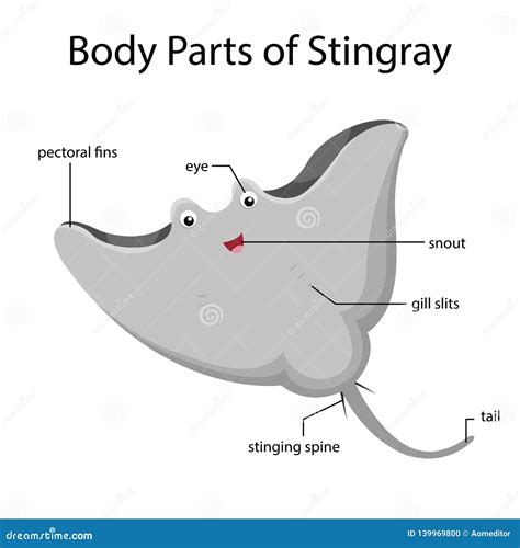 Stingray Anatomy Diagram