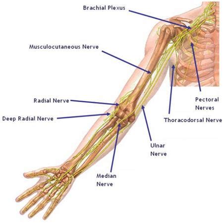 Musculocutaneous Nerve - Anatomy - Orthobullets