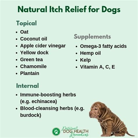 Best Dog Itchy Skin Home Remedies All You Need To Know! | eduaspirant.com