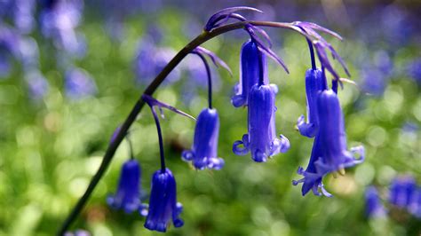 Bluebell (Hyacinthoides non-scripta) - Woodland Trust