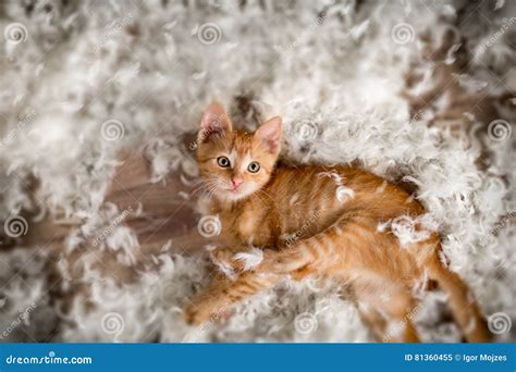 Little kitten and feathers stock image. Image of playful - 81360455