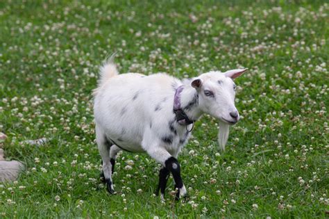 Goat | Smithsonian's National Zoo and Conservation Biology Institute