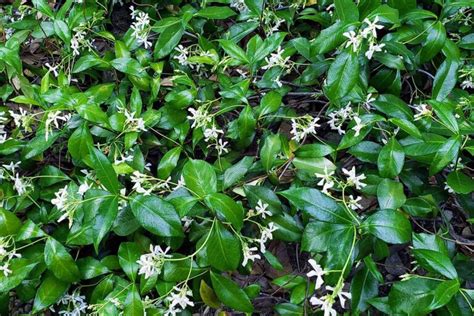 How to Grow Star Jasmine as a Ground Cover | Gardener’s Path