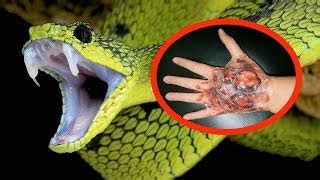 Most Poisonous Snakes