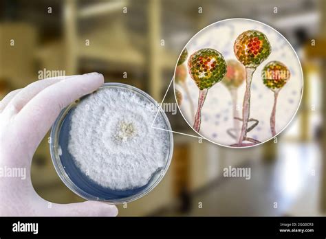 Structure of mucor mold hi-res stock photography and images - Alamy