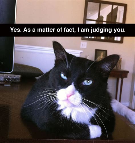 Tuxedo Cat has an opinion. | Funny cat memes, Cat memes, Cats