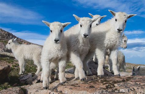 6 Things you don't know about Mountain Goats - Wildlife Photography ...