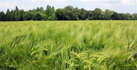 Free photo: Barley Field - Barley, Crop, Field - Free Download - Jooinn