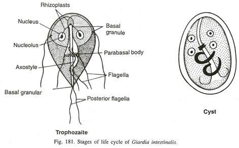 Giardia Lamblia Cyst Diagram