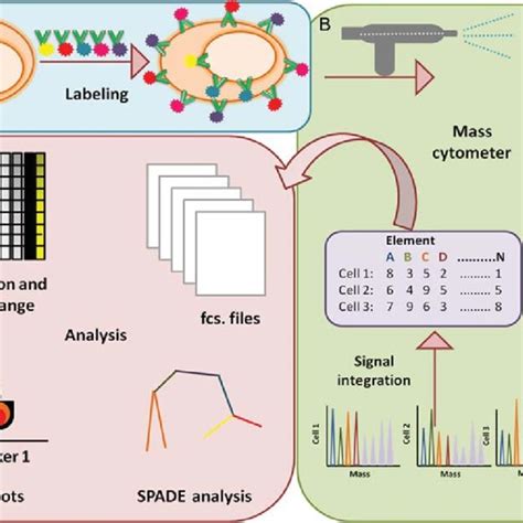 Major types of protein microarrays: (A) targeted protein arrays, (B ...