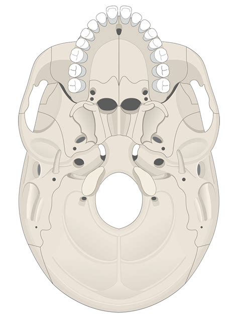 Human Skull Anatomy Inferior View