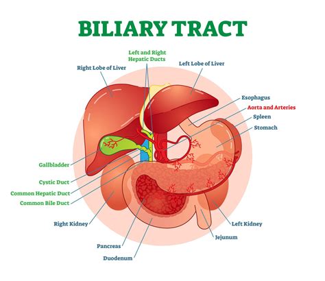 Treat Liver Bile Ducts