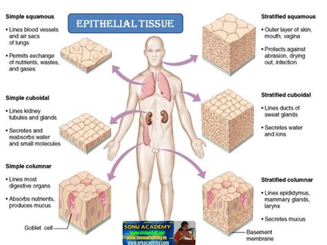 SONU ACADEMY: ANIMAL TISSUES- EPITHELIAL TISSUE-TEXT