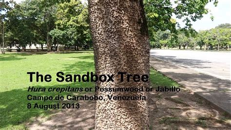 The Sandbox Tree, Venezuela - YouTube