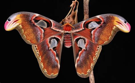 Female Atlas Moth (Attacus atlas, Saturniidae) | Wingspan (a… | Flickr