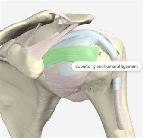 The function of the Glenohumeral Joint Ligaments | Hand Therapy Academy