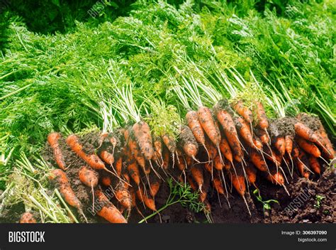 Harvesting Carrot On Image & Photo (Free Trial) | Bigstock