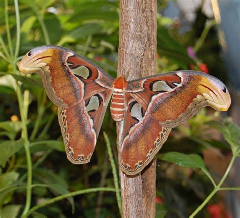 Atlas Moth from The Butterfly Pavilion at the Smithsonian Museum of ...