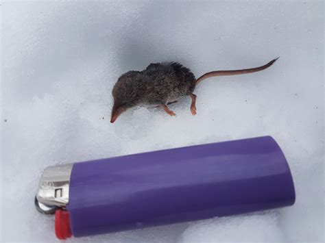 Identifying an unknown Shrew — to know the land