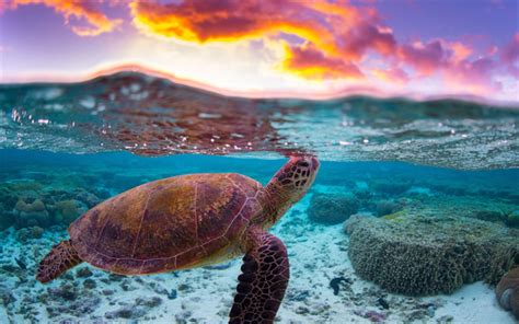 Download wallpapers turtle, underwater world, evening, sunset, ocean ...