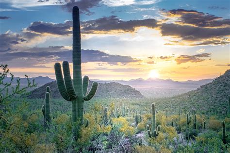 Saguaro National Park, Arizona - WorldAtlas