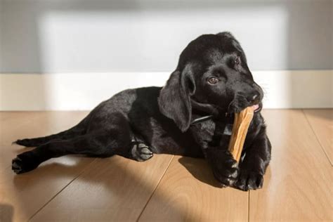 Dog Bone Safety: Can Dogs Eat Bones?